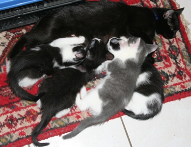 Katzenbabys bei ihrer Mutter